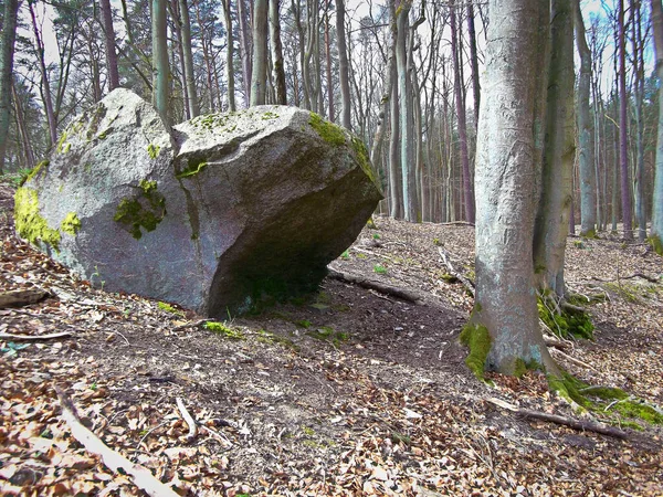 Piedra Sacrificio Bosque Hayas — Foto de Stock