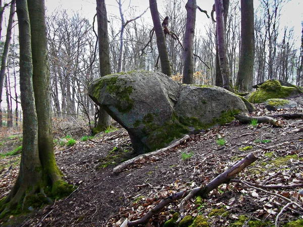 Piedra Sacrificio Bosque Hayas — Foto de Stock