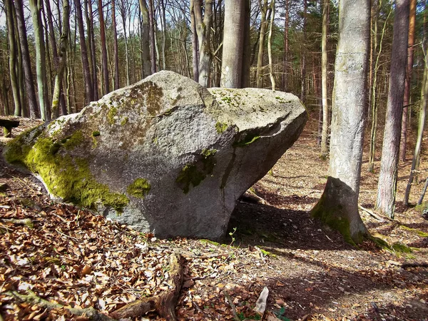 Piedra Sacrificio Bosque Hayas — Foto de Stock