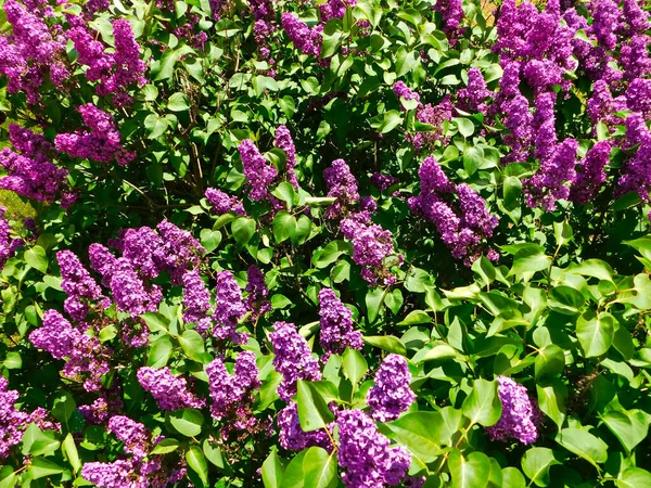 Las Flores Brillantes Lila Tono Púrpura Azul — Foto de Stock