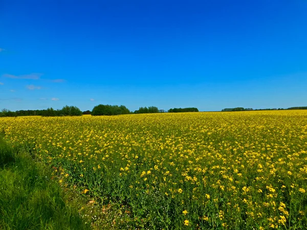 春天在乌克尔马克的田野和草地上的色彩 — 图库照片