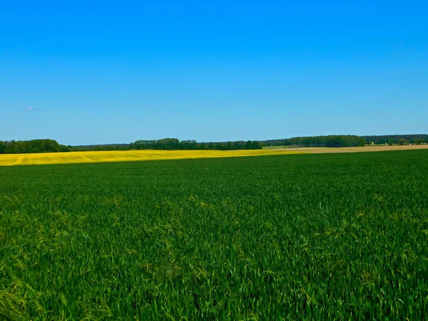 Colores Los Campos Prados Primavera Uckermark —  Fotos de Stock