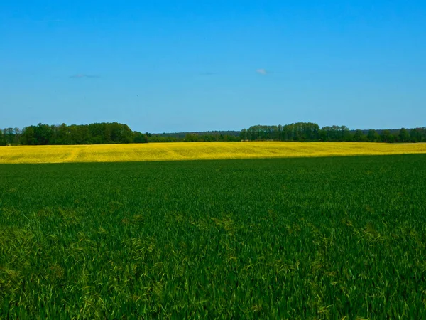 Színei Mezők Rétek Tavasszal Uckermark — Stock Fotó