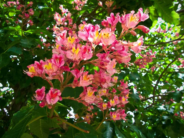 Castaño Flor — Foto de Stock