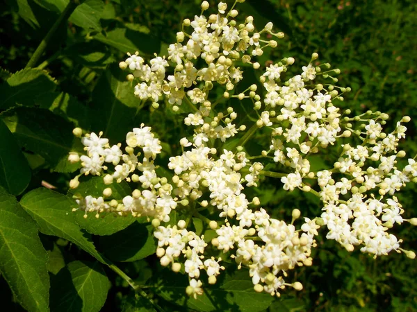 Flower Umbels Black Elderberry — Stock Photo, Image