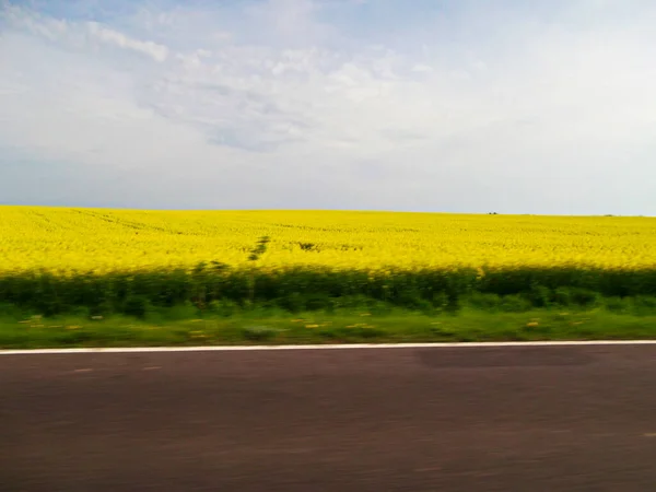 Das Rapsfeld Auf Dem Fahrenden Auto Fotografiert — Stockfoto