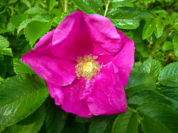 Bloom Wild Rose — Stock Photo, Image