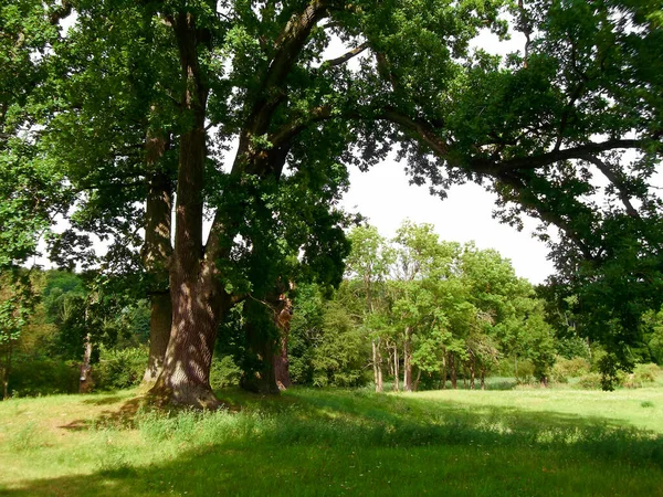 Vieux Chênes Dans Parc — Photo