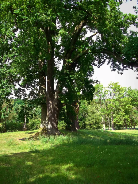 Carvalhos Velhos Parque — Fotografia de Stock