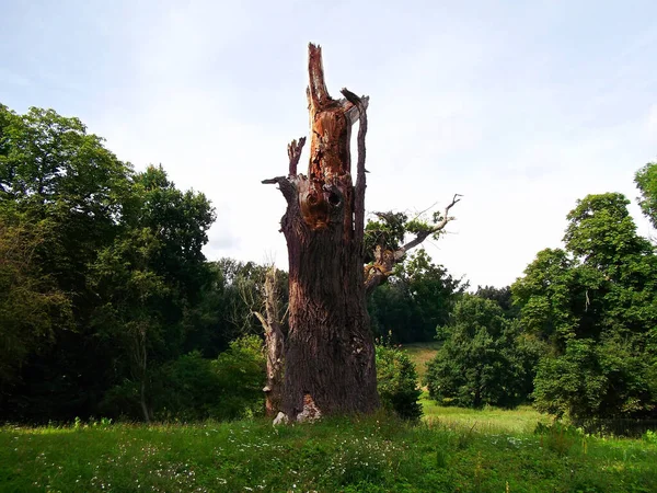 Eik Getroffen Door Bliksem Het Park — Stockfoto