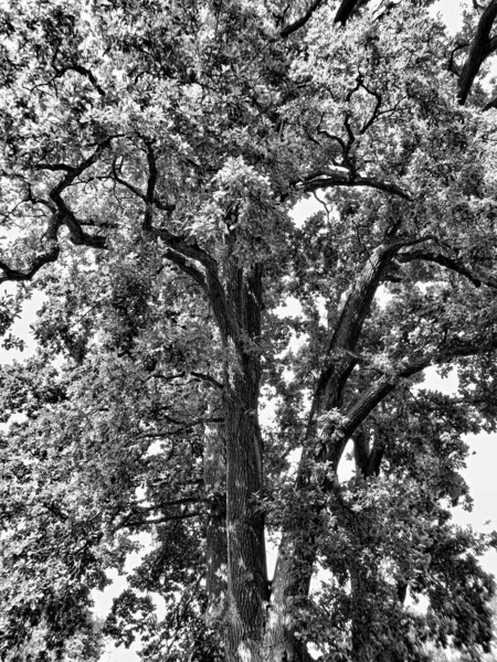 Querce Secolari Nel Parco Bianco Nero — Foto Stock