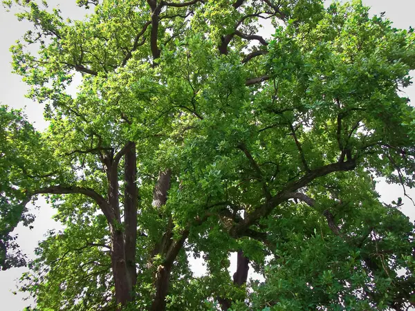 Parkta Eski Meşe Ağaçları — Stok fotoğraf