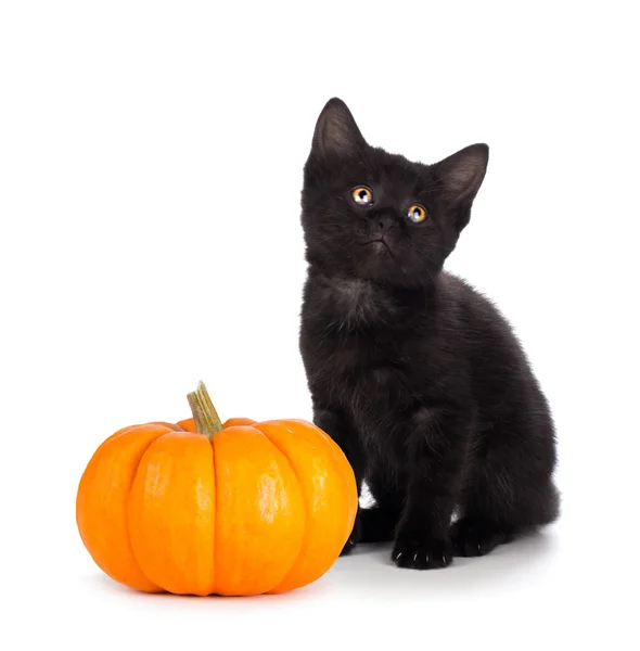 Χαριτωμένο μαύρο γατάκι δίπλα ένα μίνι κολοκύθας απομονωθεί σε λευκό — Φωτογραφία Αρχείου
