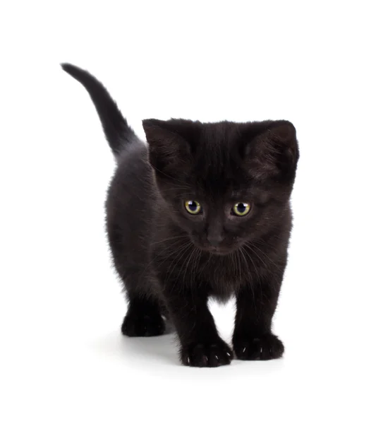 Gatinho preto bonito isolado em um fundo branco — Fotografia de Stock