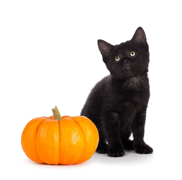 Gatinho preto bonito ao lado de uma mini abóbora isolada em branco — Fotografia de Stock