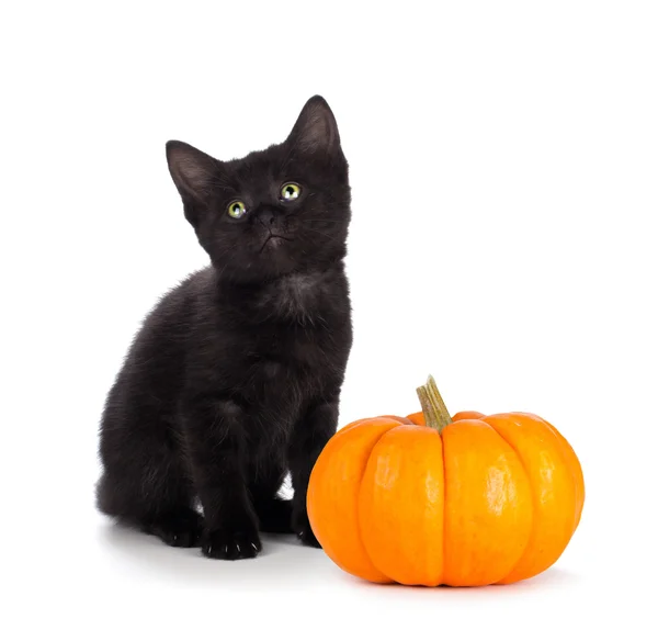 Lindo gatito negro junto a una mini calabaza aislada en blanco — Foto de Stock