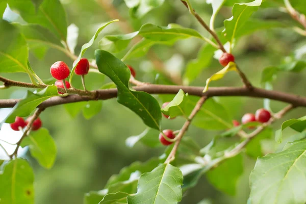 Ώριμες ελιές φθινόπωρο μούρα (Elaeagnus Umbellata) Εικόνα Αρχείου