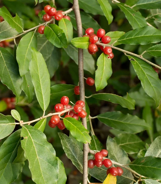 Ώριμες ελιές φθινόπωρο μούρα (Elaeagnus Umbellata) Royalty Free Εικόνες Αρχείου