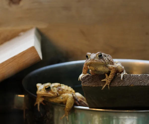 Eastern American Toad (Bufo americanus) — Stock Photo, Image