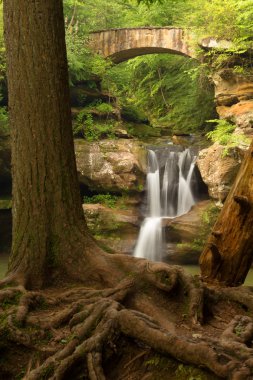 Ağaç kökleri üst Falls yaşlı adamın Mağarası, Hocking Hills devlet parkı, Ohio önünde.
