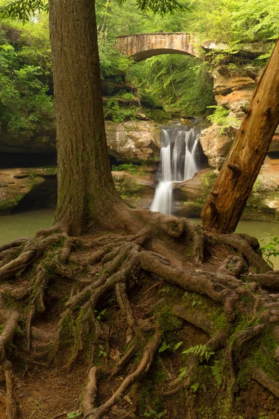 Tree roots in front of Upper Falls at Old Man's Cave, Hocking Hills State Park, Ohio. — Stock Photo, Image