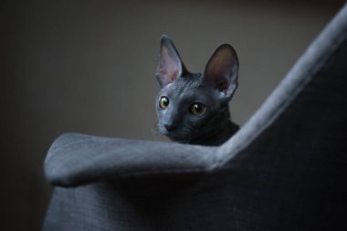 Cornish Rex evcil bir kedi cinsidir. Cornish Rex 'in aşağı hariç saçı yok. Çoğu kedinin paltolarında üç farklı tür saç bulunur: dış kürk ya da 