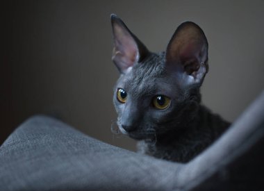 Cornish Rex evcil bir kedi cinsidir. Cornish Rex 'in aşağı hariç saçı yok. Çoğu kedinin paltolarında üç farklı tür saç bulunur: dış kürk ya da 