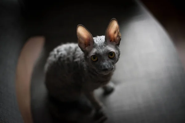 Cornish Rex Breed Domestic Cat Cornish Rex Has Hair Most — Stock Photo, Image