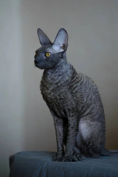 Cornish Rex evcil bir kedi cinsidir. Cornish Rex 'in aşağı hariç saçı yok. Çoğu kedinin paltolarında üç farklı tür saç bulunur: dış kürk ya da 