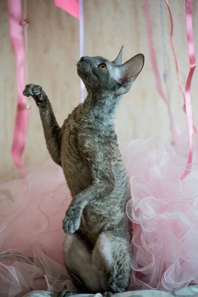 Cornish Rex evcil bir kedi cinsidir. Cornish Rex 'in aşağı hariç saçı yok. Çoğu kedinin paltolarında üç farklı tür saç bulunur: dış kürk ya da 