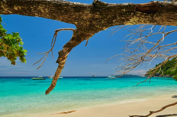 Similan Adaları'ndaki Sunny beach