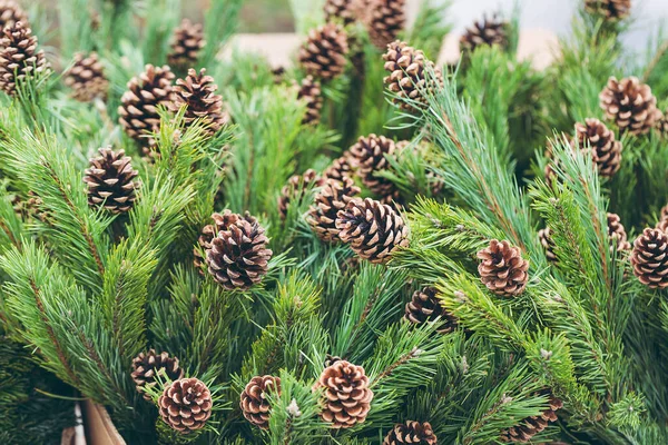 Branches de pin avec cônes de pin naturel dans le magasin — Photo