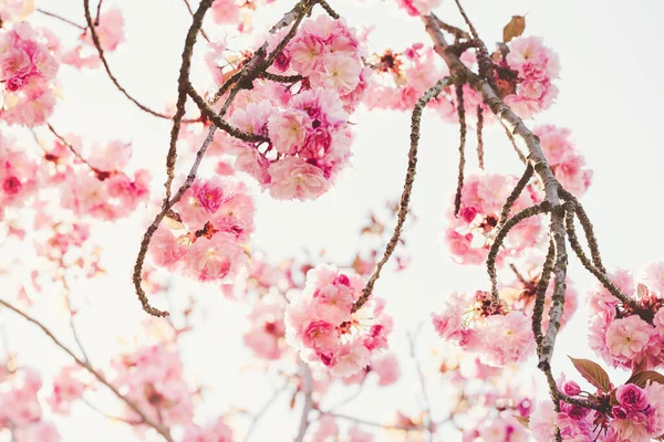 Ramo de árvore sakura florescendo, conceito de primavera cedo — Fotografia de Stock