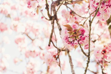 Çiçekli sakura ağacı dalı, erken bahar konsepti.