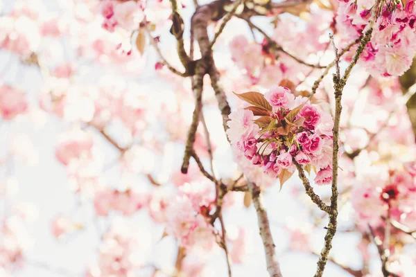 Ramo de árvore sakura florescendo, conceito de primavera cedo — Fotografia de Stock