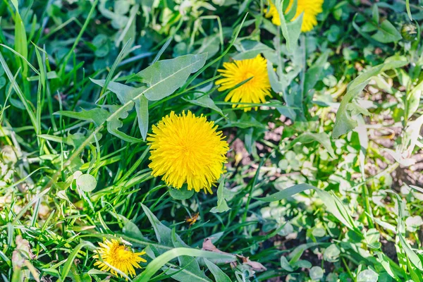 Frühling gelb Löwenzahn Hintergrund. Frühjahrskonzept — Stockfoto