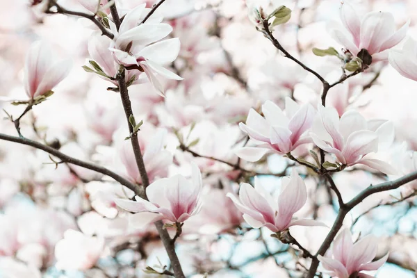 Magnólia florescente ramo da árvore, conceito de tempo de primavera — Fotografia de Stock