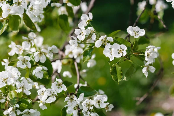 Bloeiende appelboom tak, vroege lente concept — Stockfoto