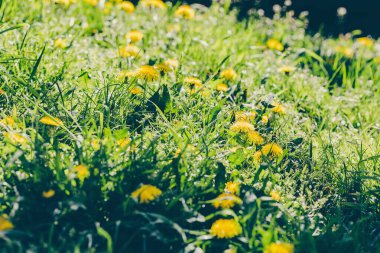 Sarı karahindiba tarlası. Bahar konsepti