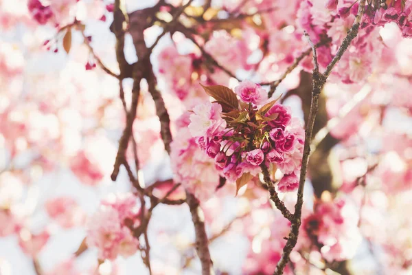 Florescendo ramo árvore sakura, abstrato fundo primavera — Fotografia de Stock