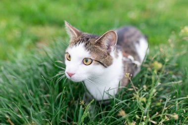 Otların arasında gezinen sevimli kedi portresi.