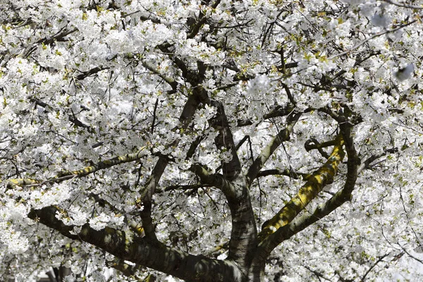 Compact cherry blossoms in white — Stock Photo, Image