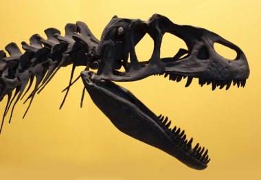 Allosaurus fragilis Iskelet kafa
