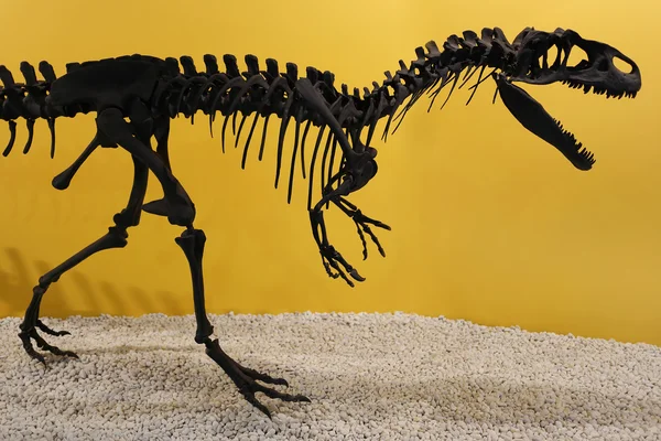Esqueleto de allosaurus fragilis Fotos de stock libres de derechos
