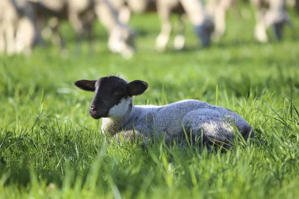 Lamb lying in grass ロイヤリティフリーのストック画像