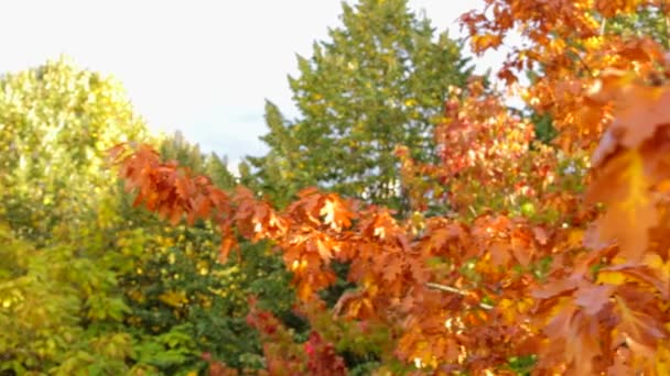 Bir parkta renkli sonbahar ağaçlar ile slayt — Stok video