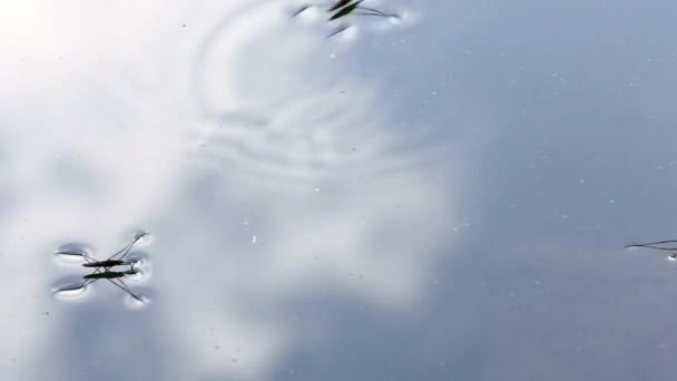 Water strider jumping in a lake with reflection of the sky with clouds — Stock Video