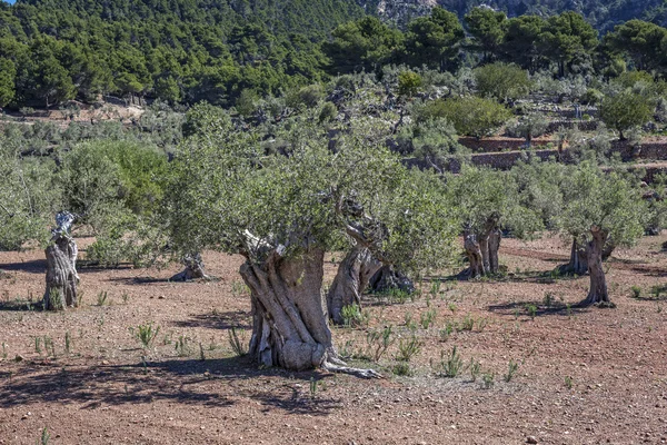 Olivi centenari nella zona di Valldemossa, Maiorca — Foto Stock