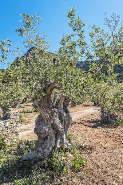 Olivi centenari nella zona di Valldemossa, Maiorca — Foto Stock