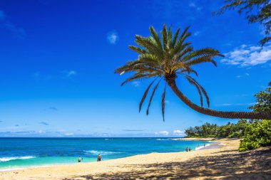Hindistan cevizi hurma ağacı rüya gibi tropikal Sunset Beach Hawaii deki